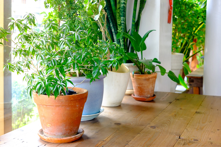 September garden tip Plant pot displayed in the window. houseplants