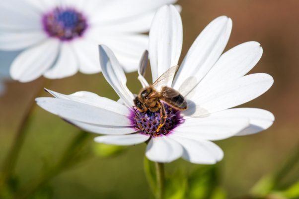 Bees: Honey bee collecting nectar from a white daisy flower