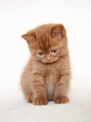 istock - sad british short hair kitten sitting on sofa, selective focus
