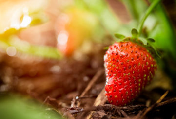 A macro photograph of a organic ripened strawberry plant at a strawberry farm or garden. Please see my portfolio for other gardening, farming, and food images. changing climate
