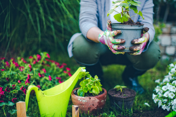 Portrait of mid-adult woman proudly showing her plants. Aches and pains of gardening