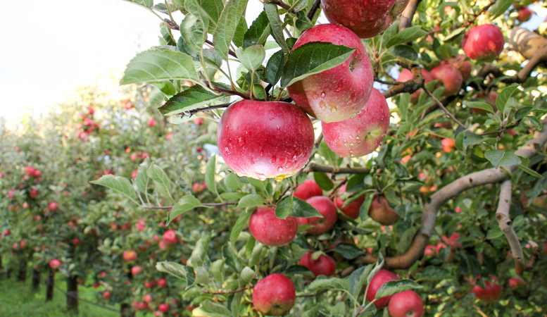 Apple Orchard ready for harvest. Mornig shot after the rain. the september garden