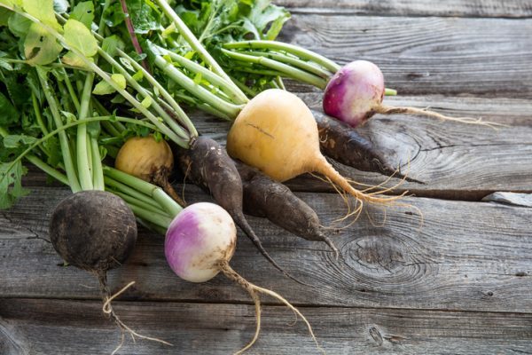 bunch of colorful organic imperfect black radishes and turnips with fresh green tops and roots on old wood background for authentic gardening, studio shot. Fruit and veg