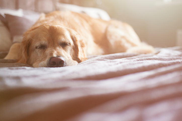 A golden retriever is asleep on the family bed. sleep tactics