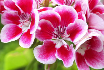 summer bedding display, "Red and Pelargonium (Geranium) flowers, commonly used for potting and hanging baskets"