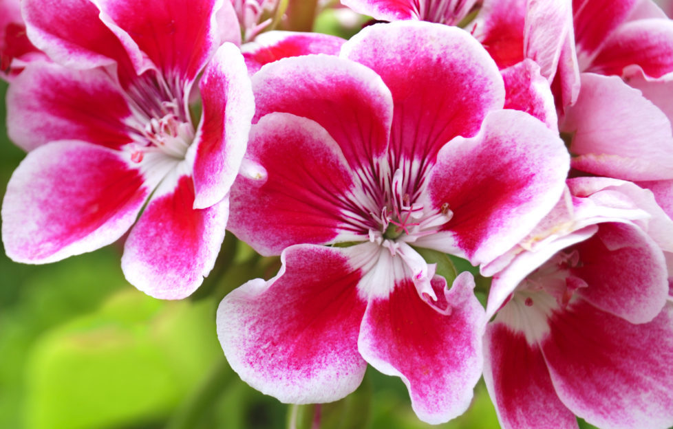 summer bedding display, "Red and Pelargonium (Geranium) flowers, commonly used for potting and hanging baskets"