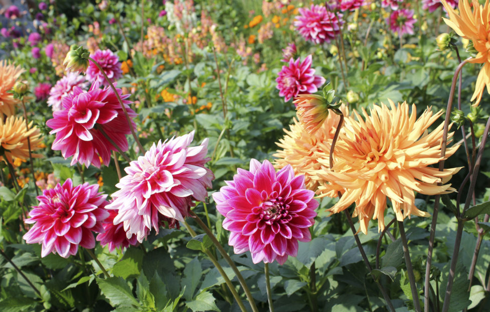 sea of flowers in the summer. September garden checklist