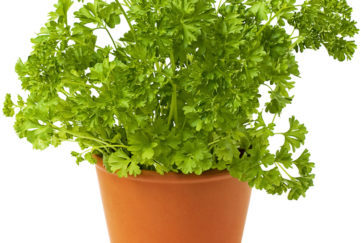 Fresh green parsley on white. health benefits of parsley
