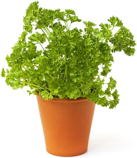 Fresh green parsley on white. health benefits of parsley