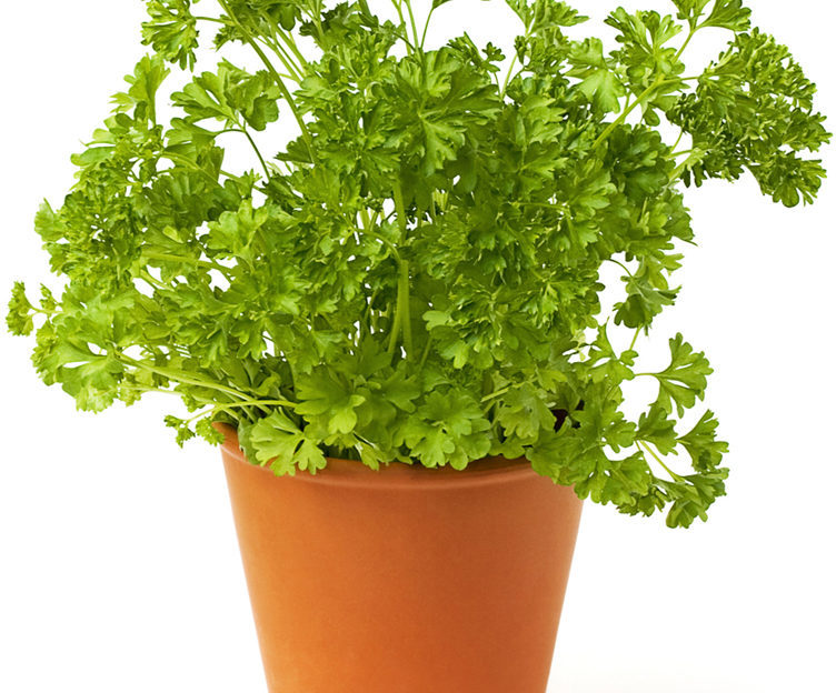 Fresh green parsley on white. health benefits of parsley
