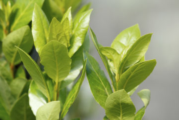 Bay leaf (Laurus nobilis) (bay laurel/sweet bay/bay tree/true laurel/laurel tree) the aromatic leaves use for seasoning in cooking, native to the Mediterranean region. bay tree suckers