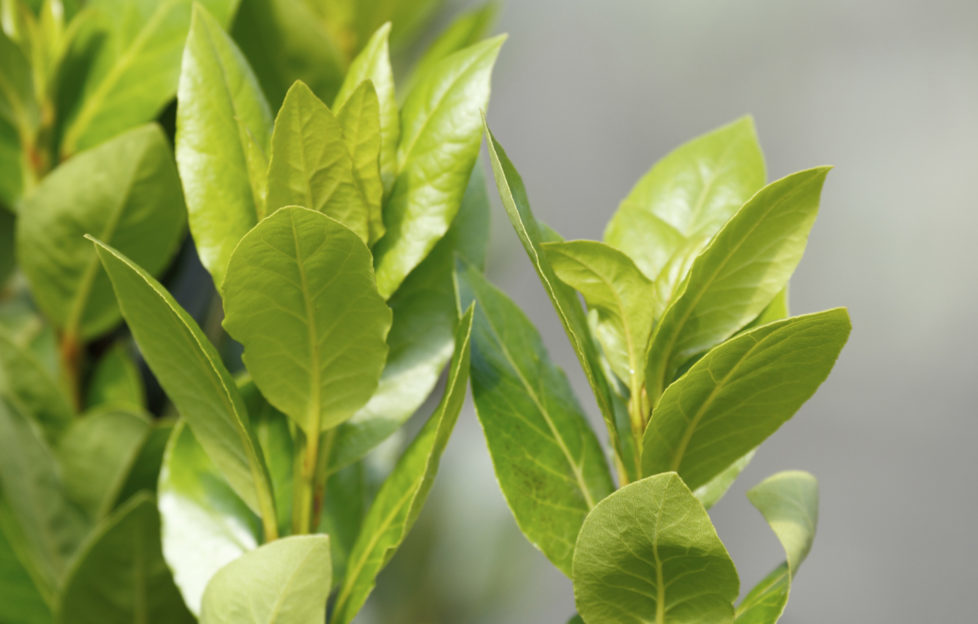 Bay leaf (Laurus nobilis) (bay laurel/sweet bay/bay tree/true laurel/laurel tree) the aromatic leaves use for seasoning in cooking, native to the Mediterranean region. bay tree suckers