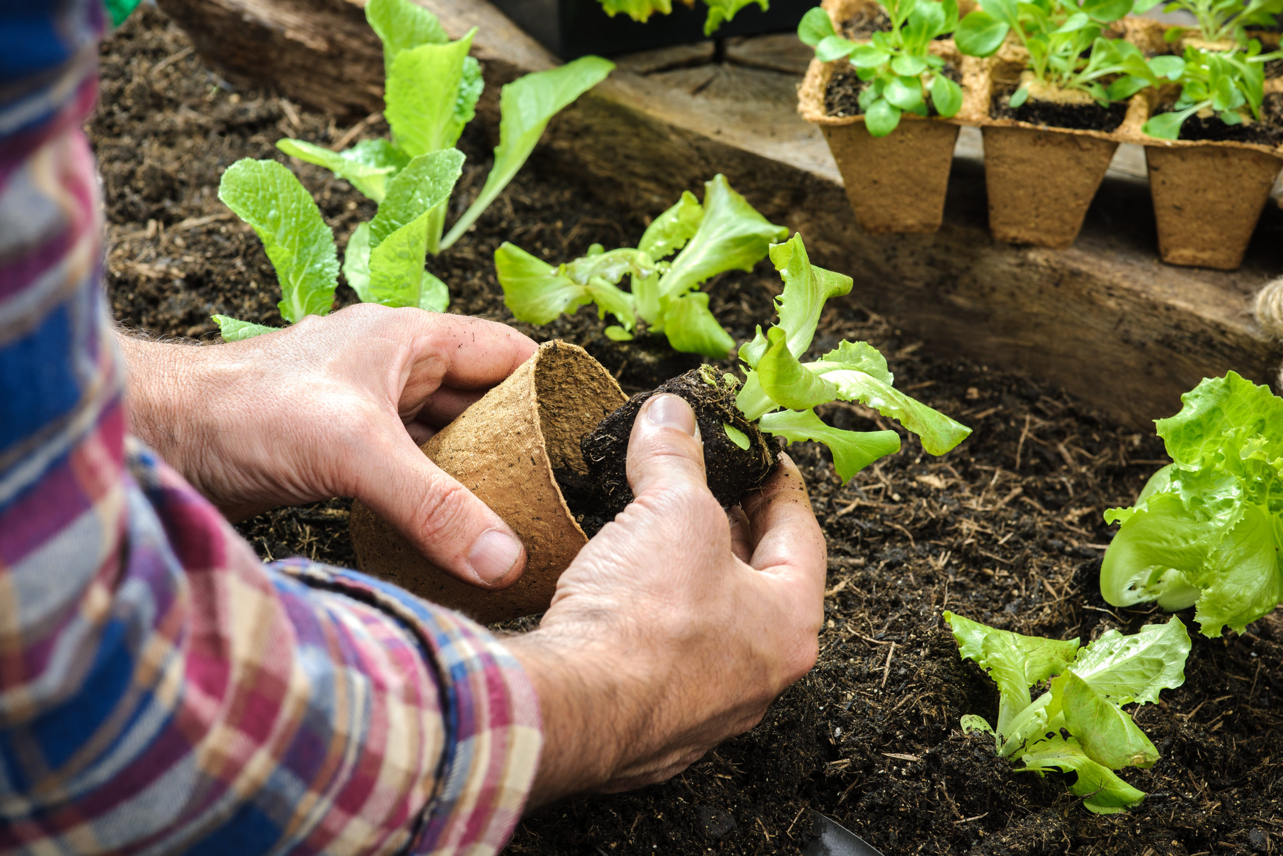 The August Garden Checklist