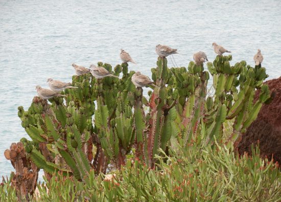 Exotic birds of Fuerteventura