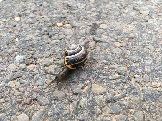 What's the link between a snail and Judy Murray?