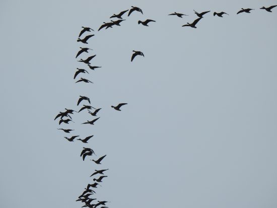 The Wild Geese take to the skies