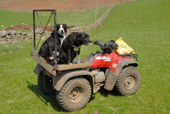 Two sheepdogs I met on my way