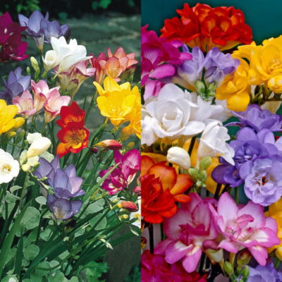 Double Freesia Mixed 1007