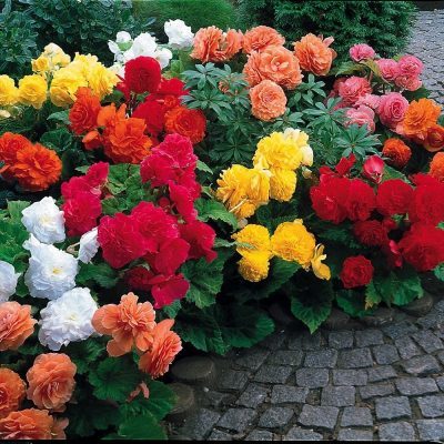 Non Stop Begonias