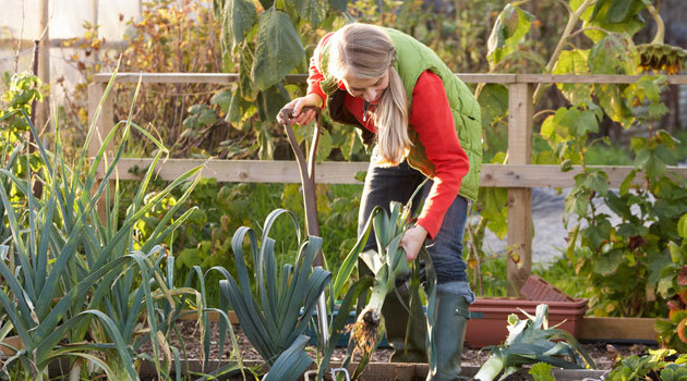 allotments advice