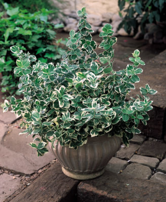 Euonymus Fortunei Emerald Gaiety