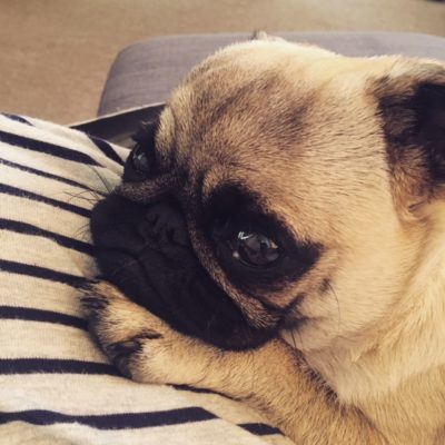 poppy the pug the people's friend
