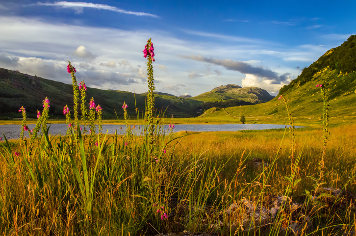 Ardgour