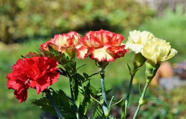 edible flowers