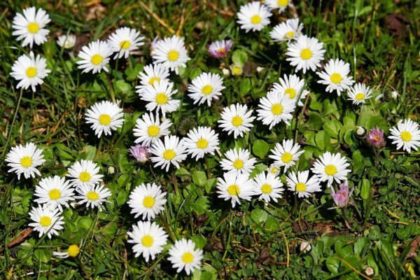 edible flowers