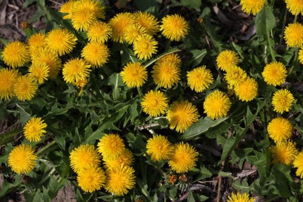 edible flowers