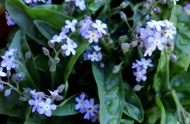 edible flowers