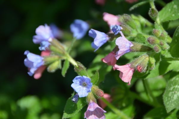 edible flowers