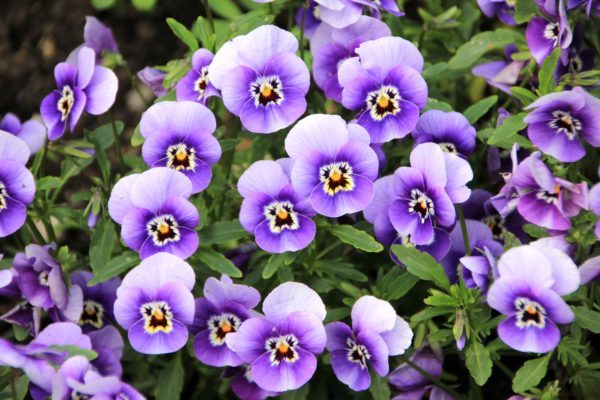 edible flowers