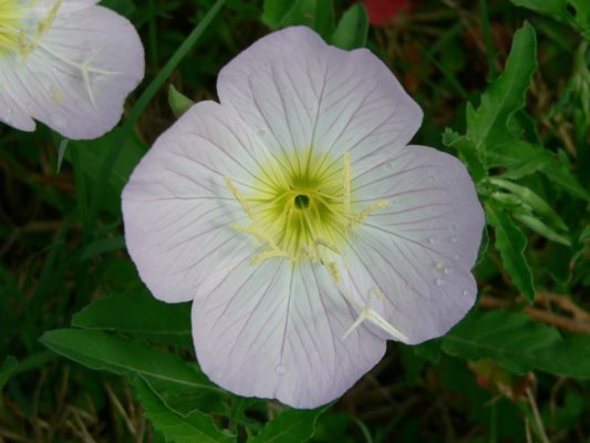 edible flowers