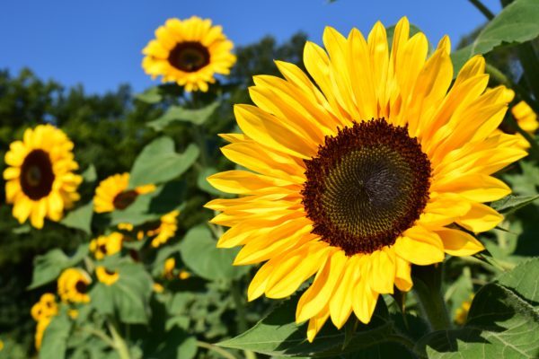 edible flowers