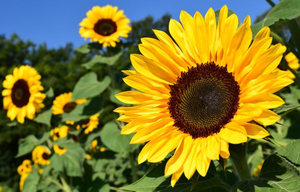 edible flowers