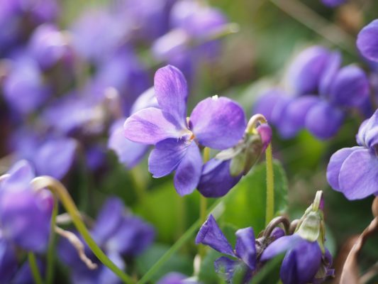 edible flowers