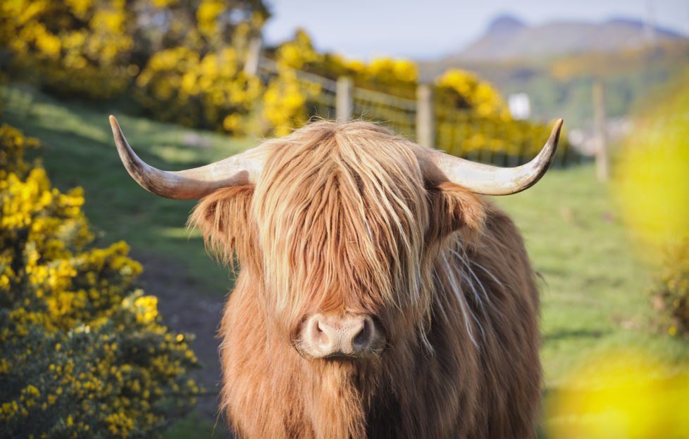 open farm sunday cow