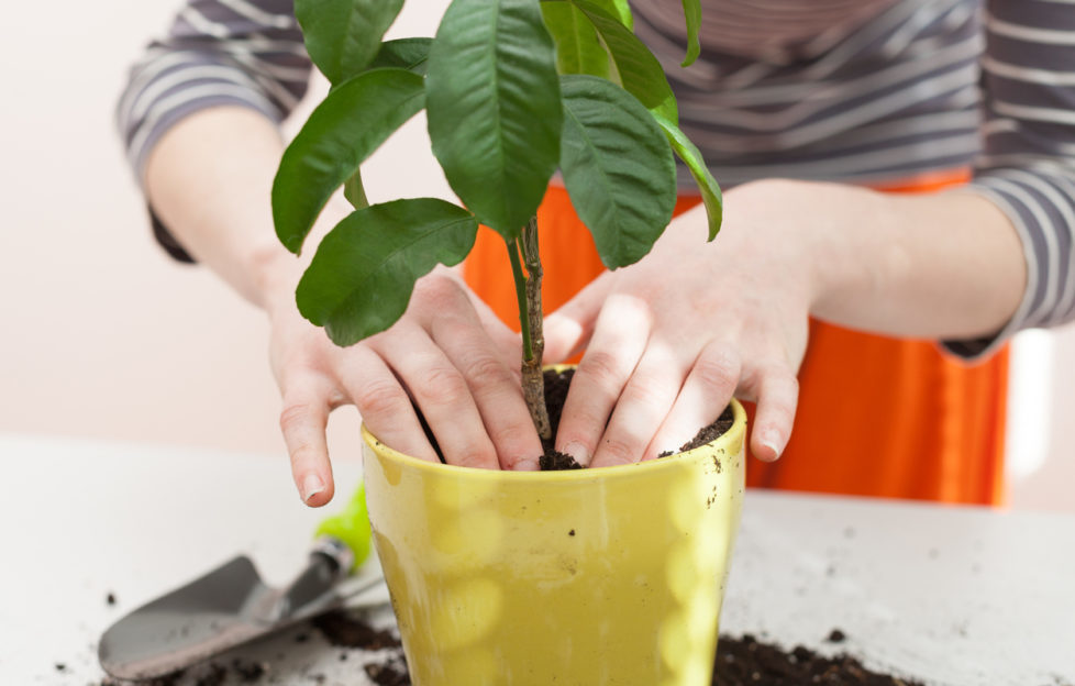 house plants