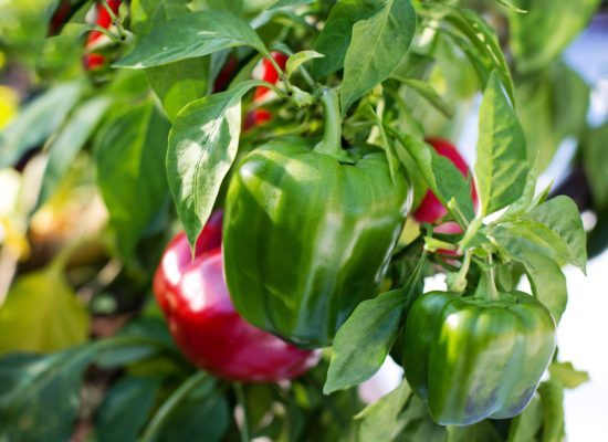 bell peppers