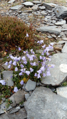 Harebells growing amongst the slate