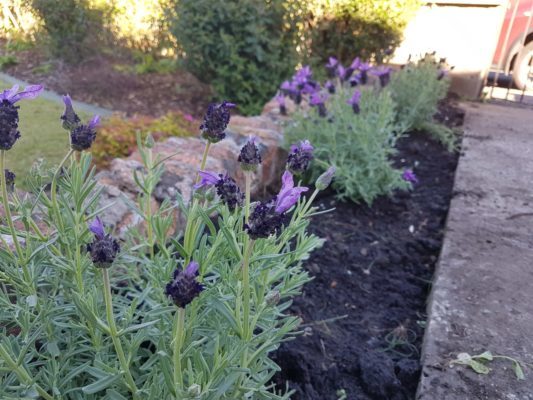 gardening guests