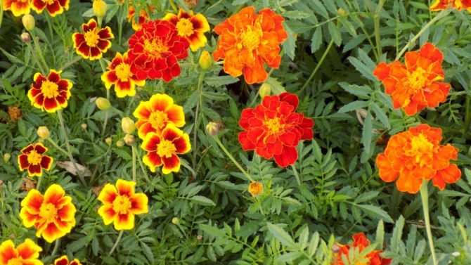 marigolds