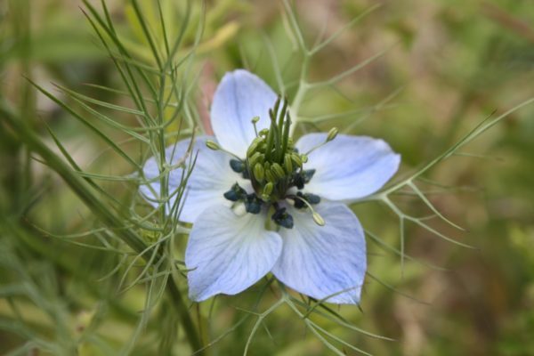 nigella