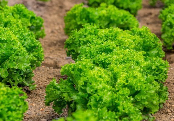 salad leaves