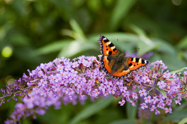 big butterfly count