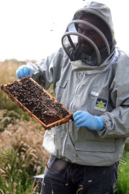 beekeeping