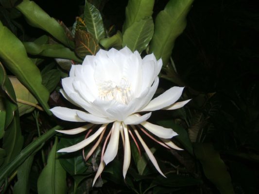Kadapul flower