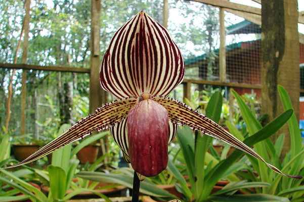 rothchild's slipper orchidPaphiopedilum rothchildianum