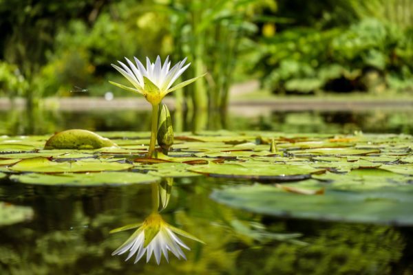 water lily